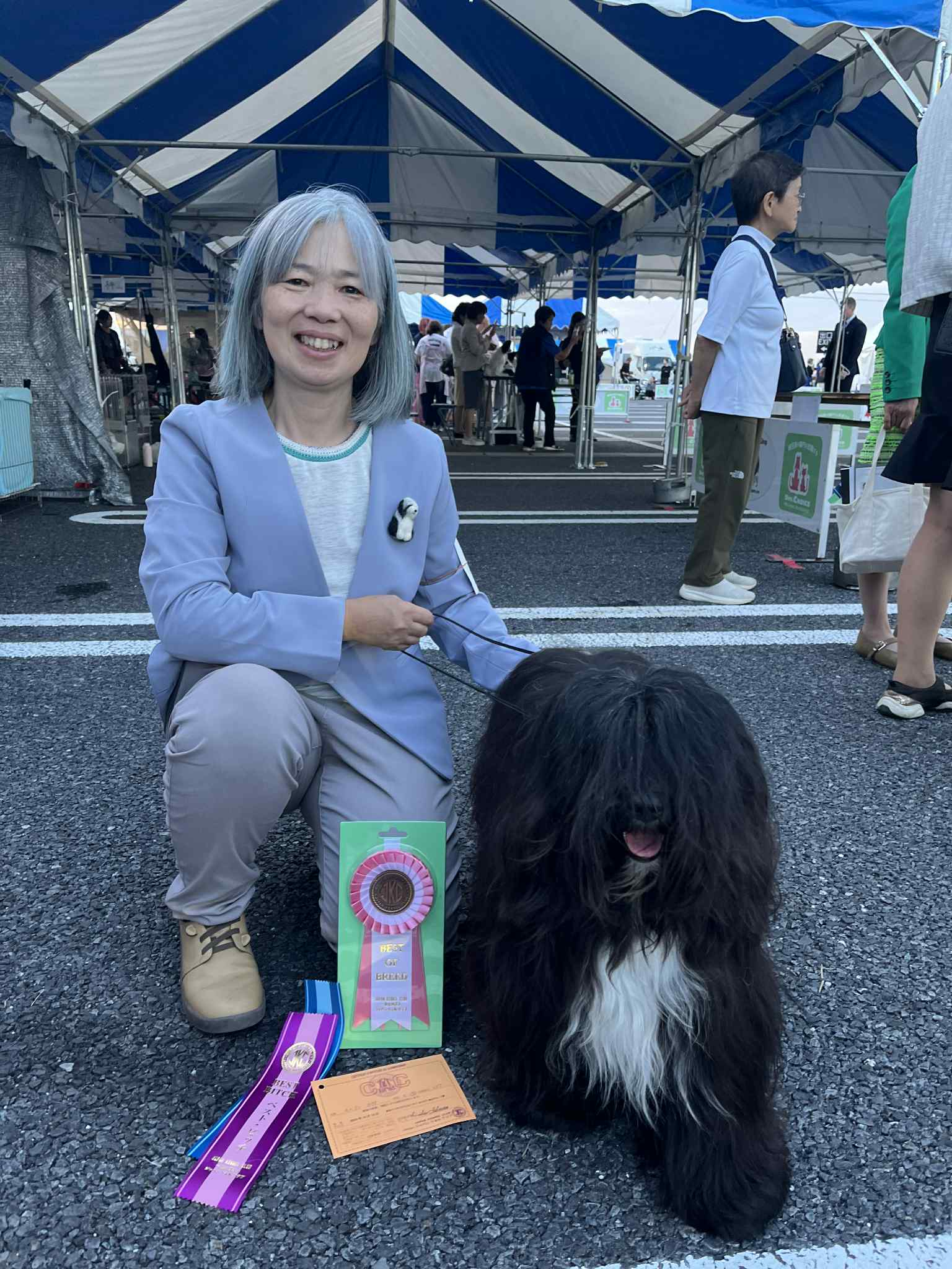 ドッグショーのチベタンテリア